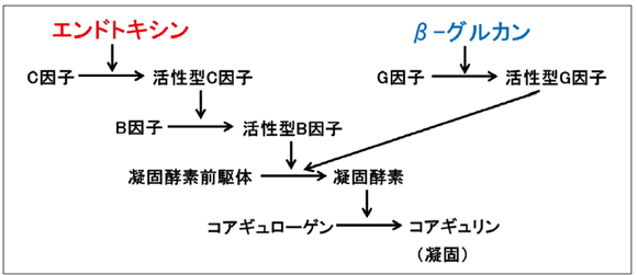 図1．エンドトキシン、β-グルカンによる凝固反応カスケード