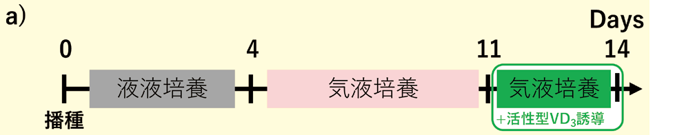 a）活性型VD3 を含むCulture Medium AL による3日間の追加培養