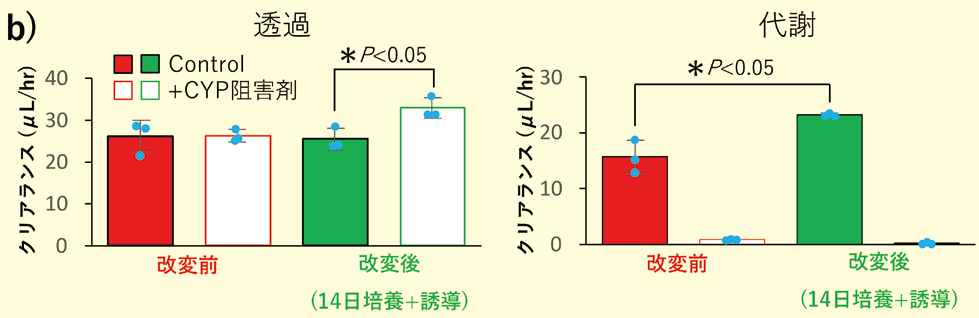 >b）CYP存在下/非存在下におけるMidazolam の透過/ 代謝クリアランス