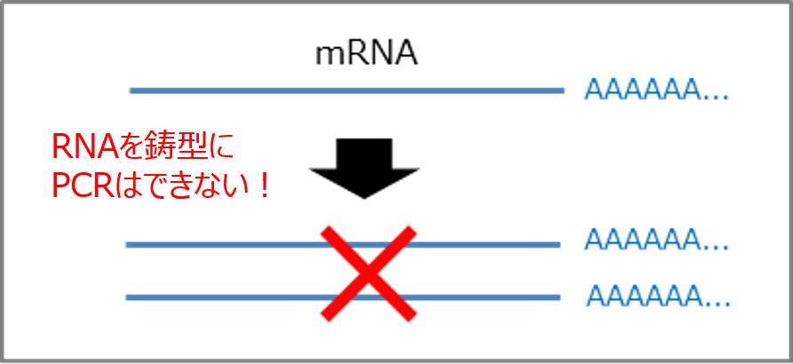 RNAを鋳型に増幅不可
