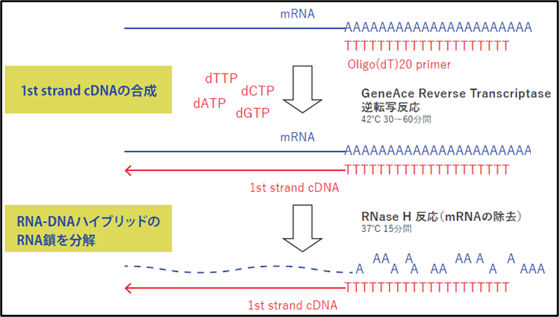 1st strand cDNA合成キット 「GeneAce cDNA Synthesis Kit」
