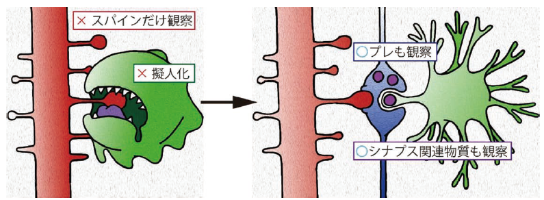 【総説】ミクログリアはシナプスを食べるか？