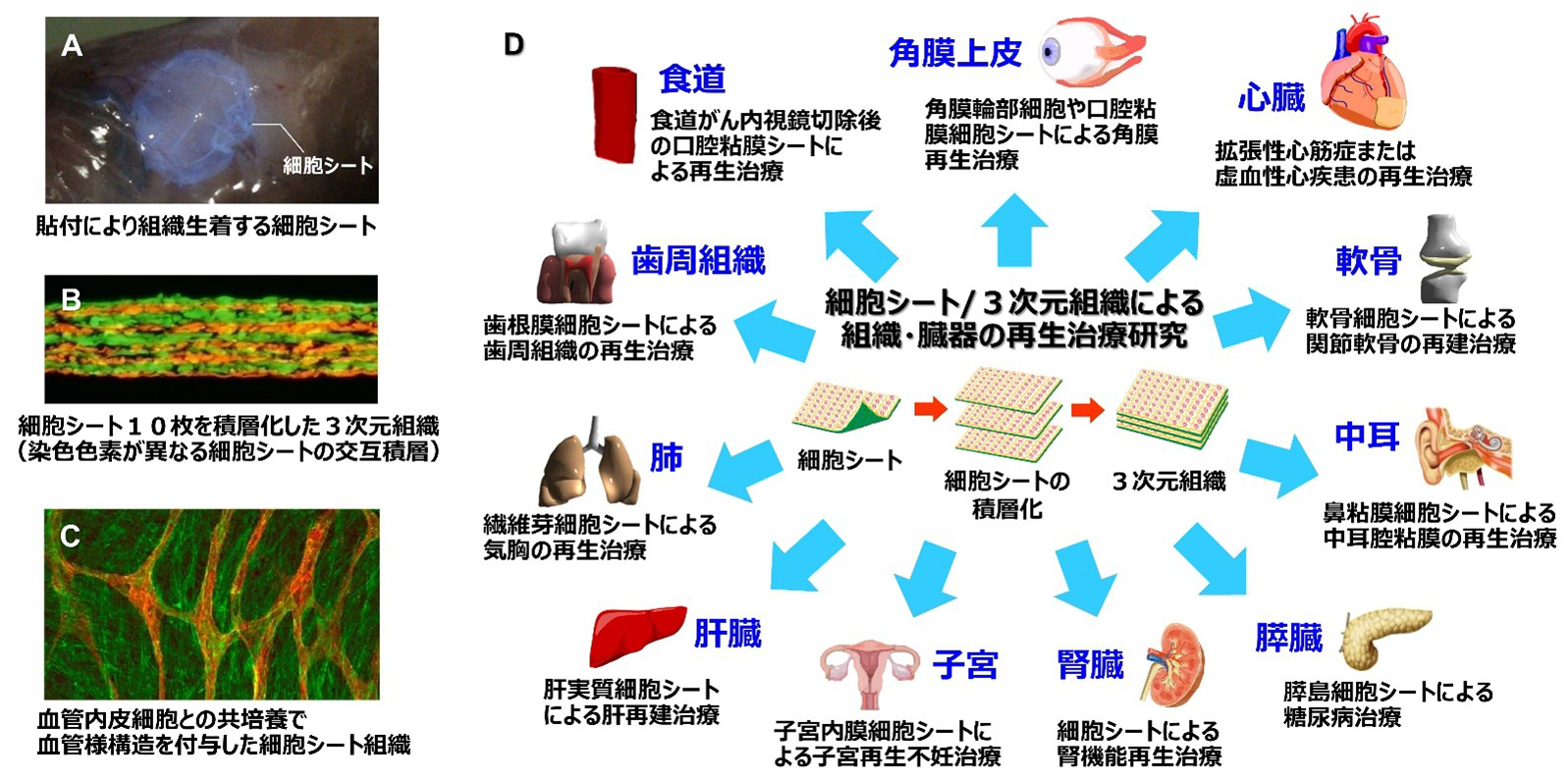 図2．細胞シート工学を利用した組織工学と再生治療への展開