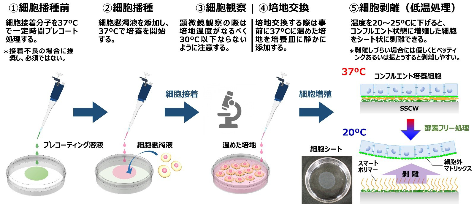 図3．SSCW<SUP>®</SUP>を利用した細胞シート作製操作の流れ
