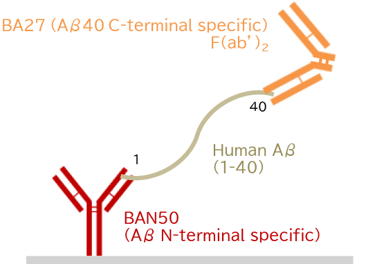 (1) Human Aβ(1-40)