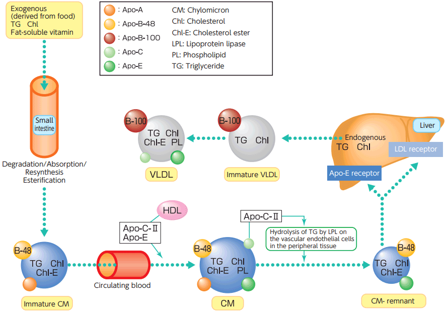 Figure 1. Lipoproteins and Apolipoproteins involved in lipid transport