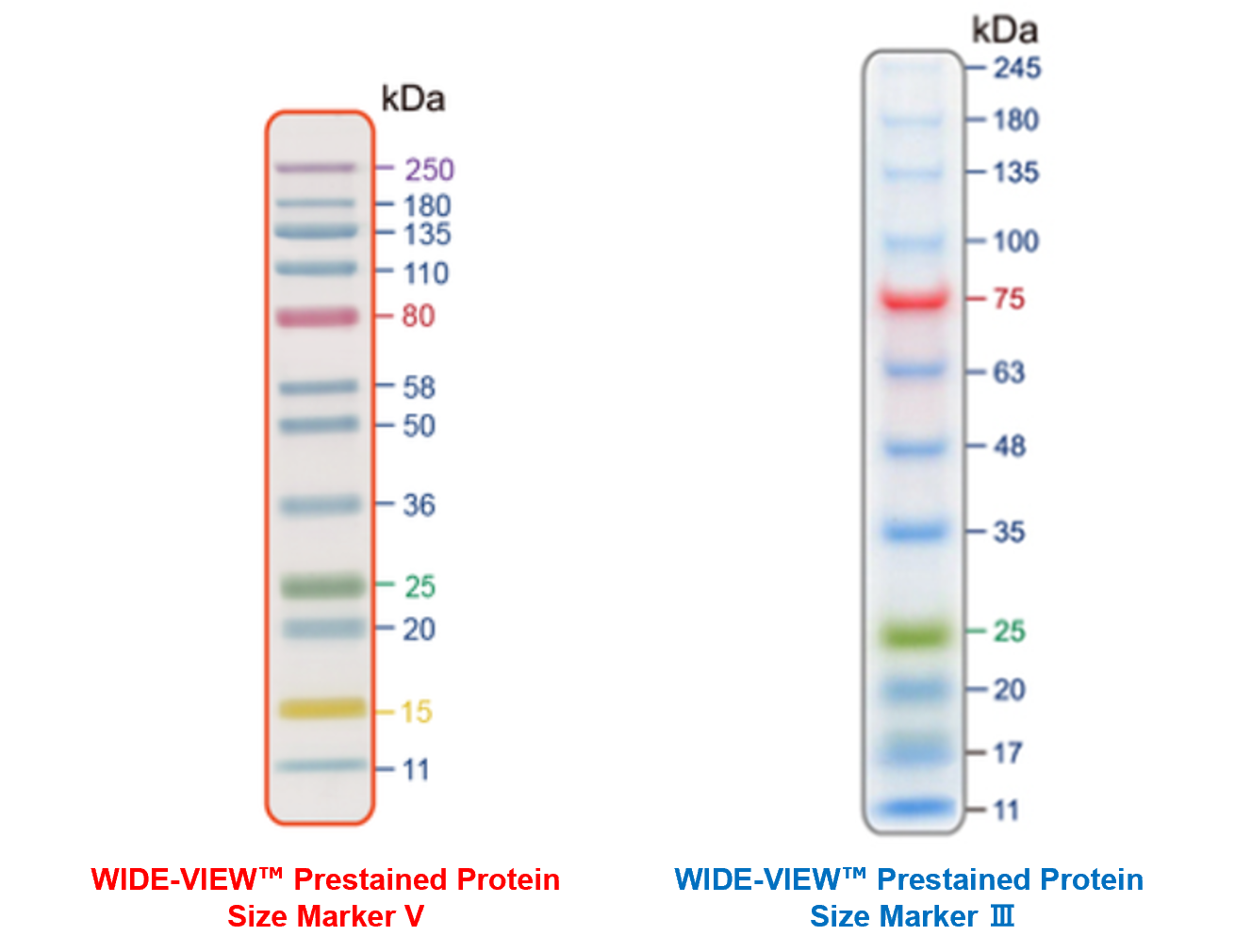 Approximate molecular weights
