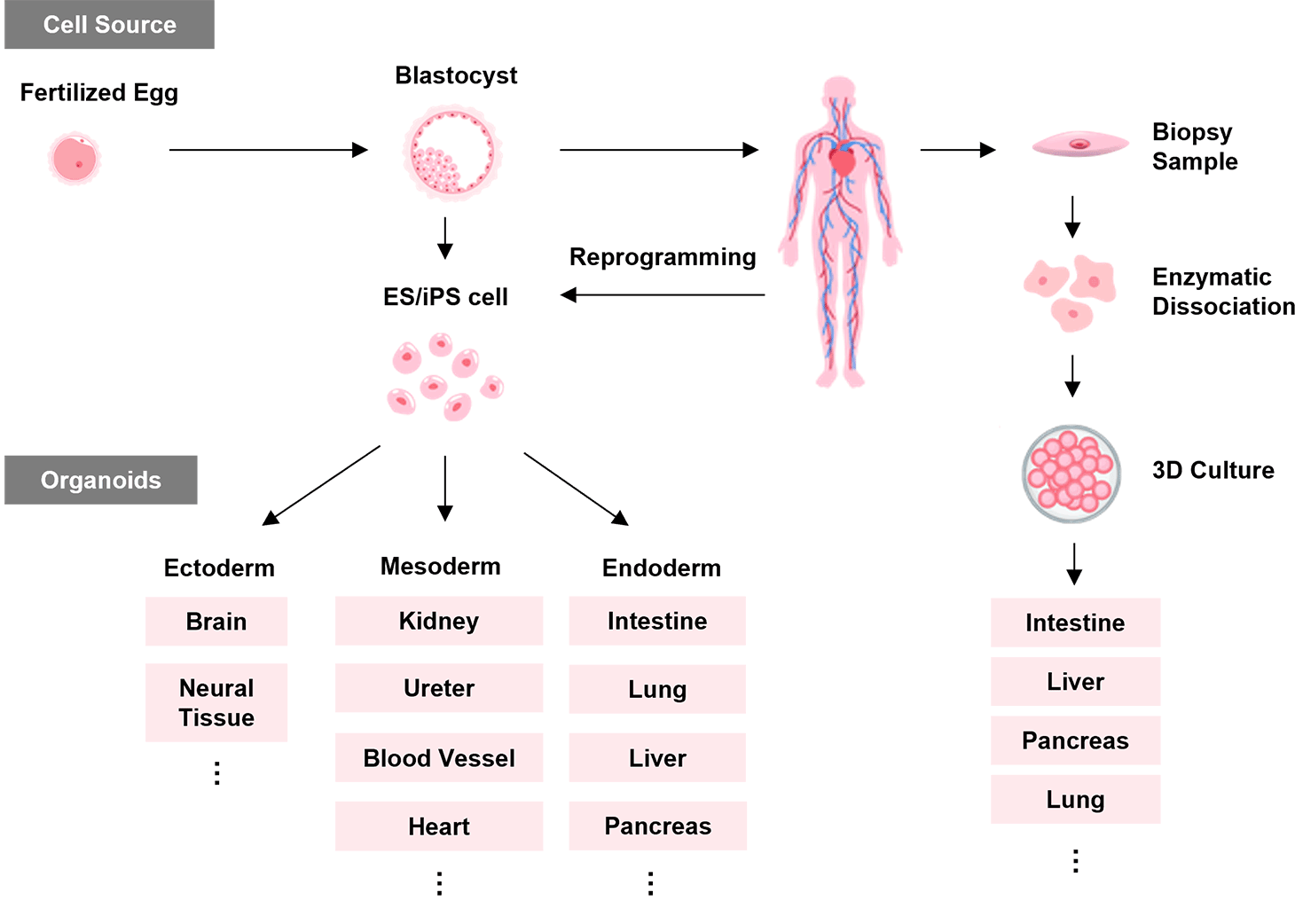Organoid Culture
