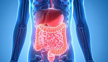 腸オルガノイド