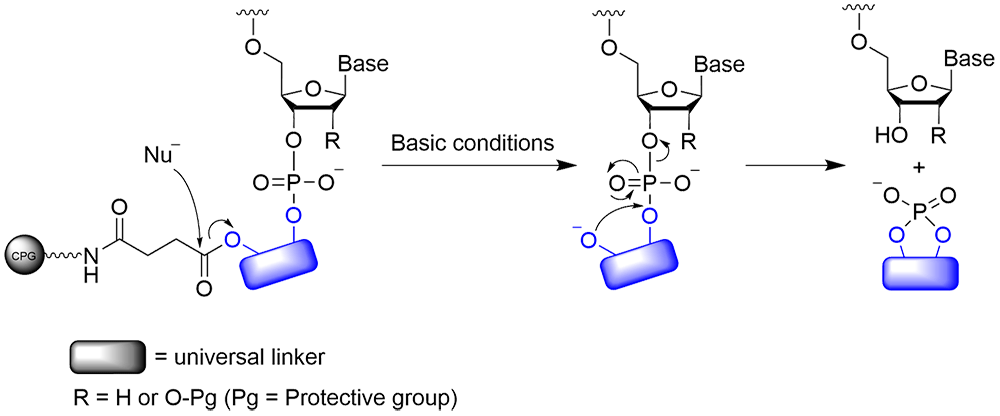 Mechanism of Oligonucleotide Release from the Universal Linker