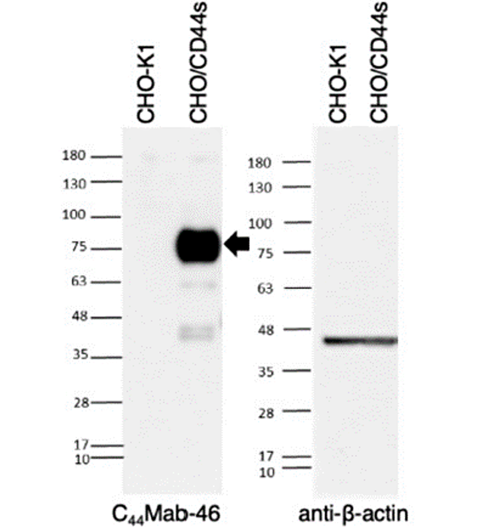Western Blotting
