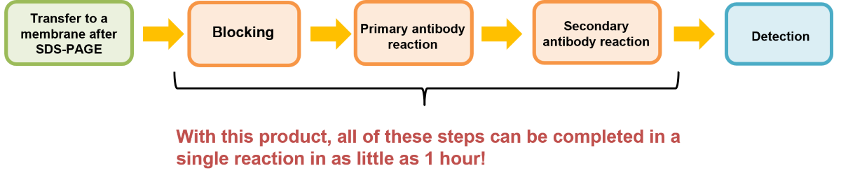 Typical Western Blotting Workflow