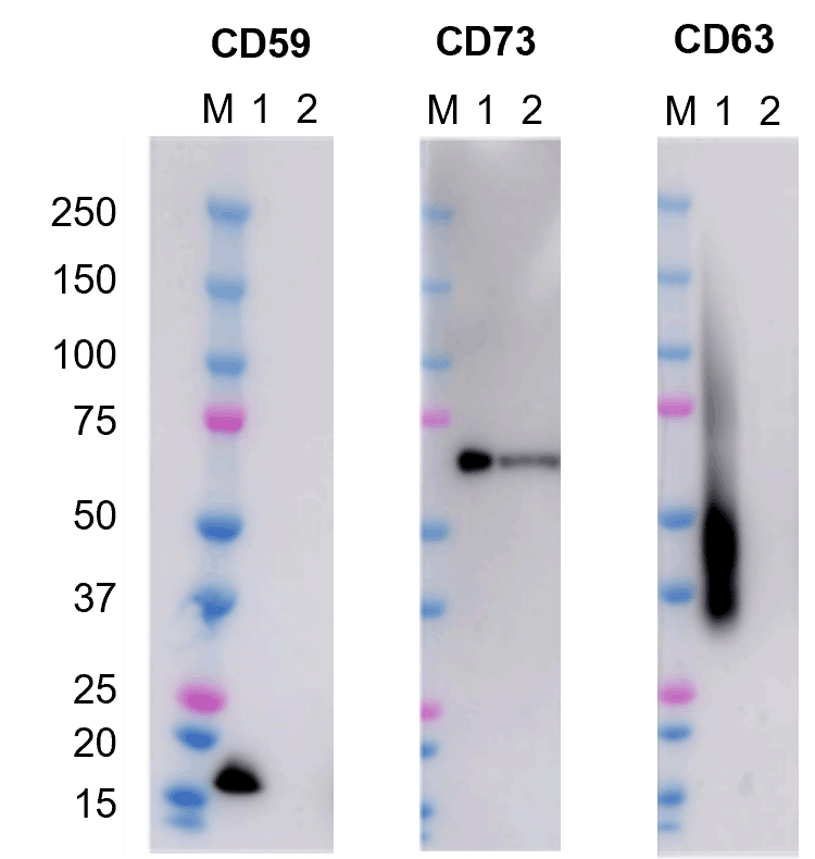 MSC-derived EV Marker Expression