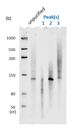 (b) dPAGE image of peak 1–3 of crude HPLC profile (5% dPAGE containing 7M urea)