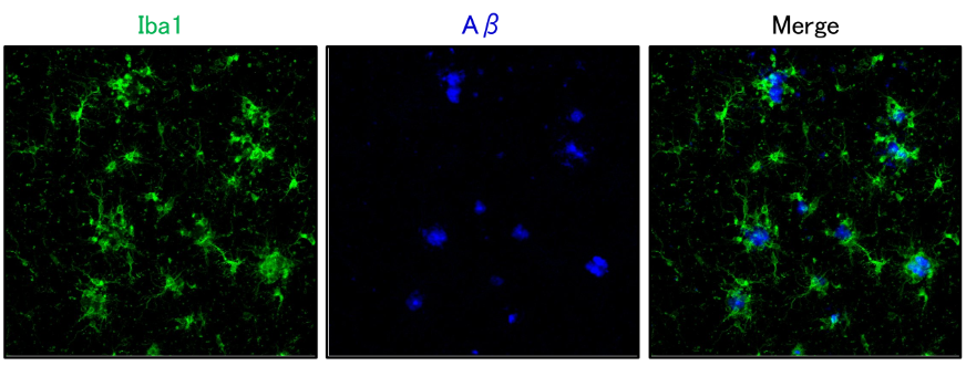 Anti Iba1, Goat polyclonal antibody