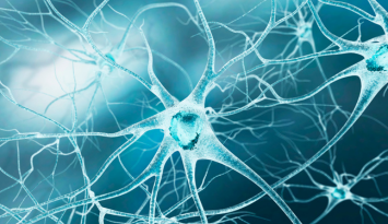 Differentiation Induction of iPS Cells into Neurons