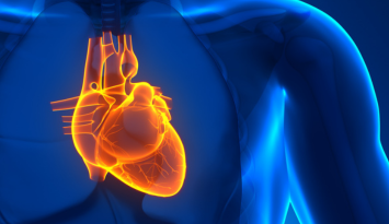 Differentiation Induction of iPS Cells into Cardiomyocytes
