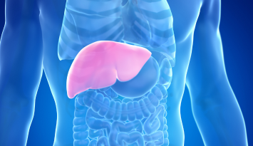 Differentiation Induction of iPS Cells into Hepatocytes