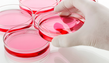 Small Molecules for Organoid Culture