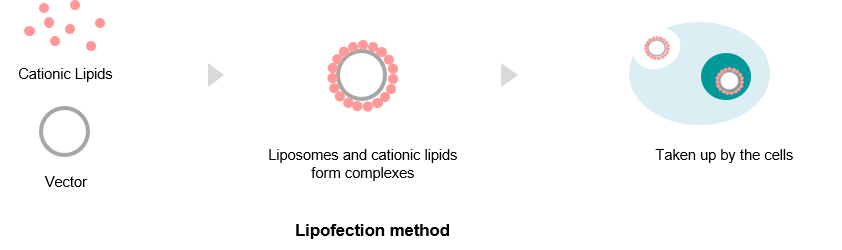 Lipofection method
