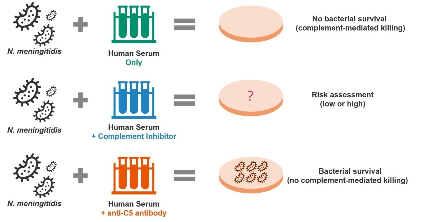 Assessment of Meningococcal Infection Risk Induced by Complement Inhibitors