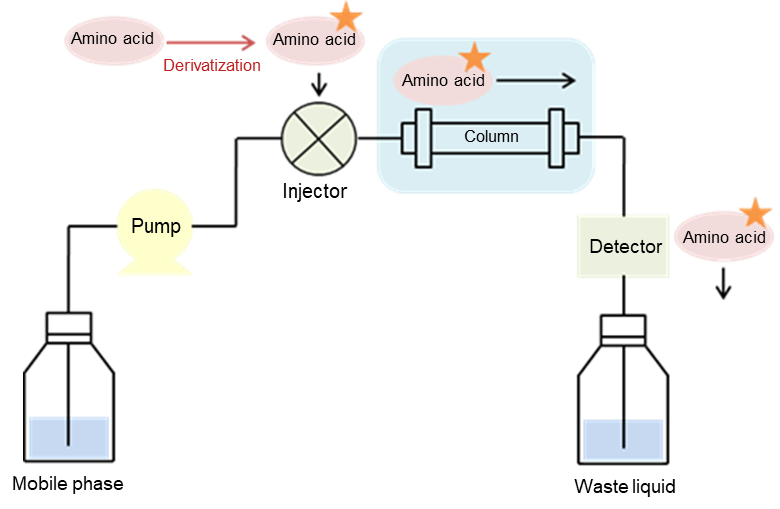 AminoAcidPeptidesProteins_img01.png