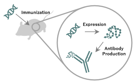 Antibodies_Exosome_img01.png