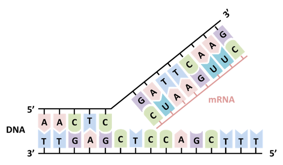 NucleicAcidChemistry_img01.png