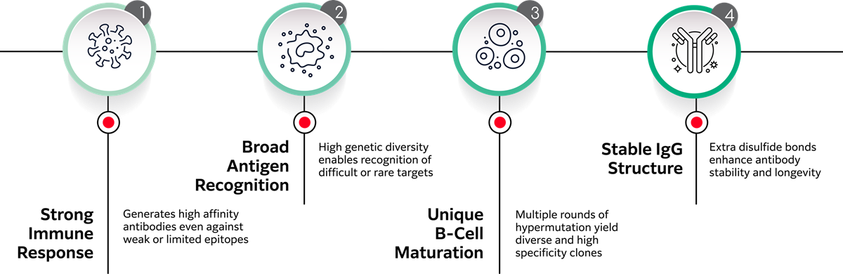 WhyRabbitAntibodies_95362_img02.png